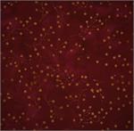 0210 Batik by Batik Textiles, sold by the half-yard