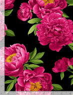 MAGENTA PEONIES FLORA-C1190  on BLACK for Timeless Treasures, sold by the half-yard