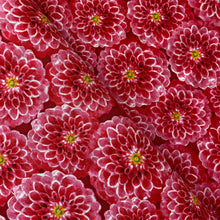 Load image into Gallery viewer, Prelude by Cynthia Coulter for Wilmington Prints, sold by the half-yard
